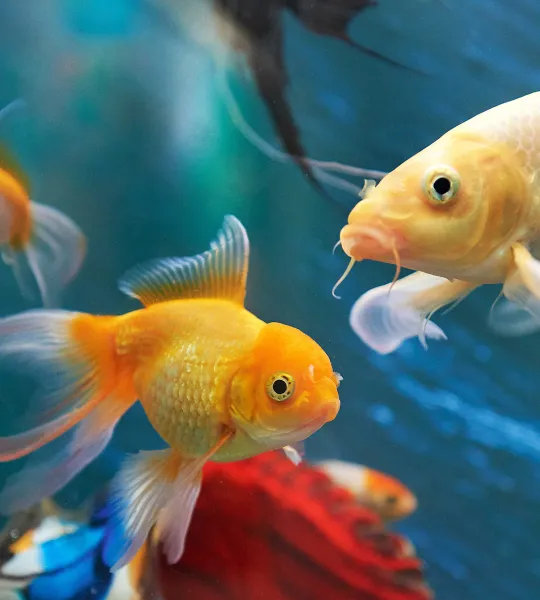 Aquapet at Westgate Shopping Mall