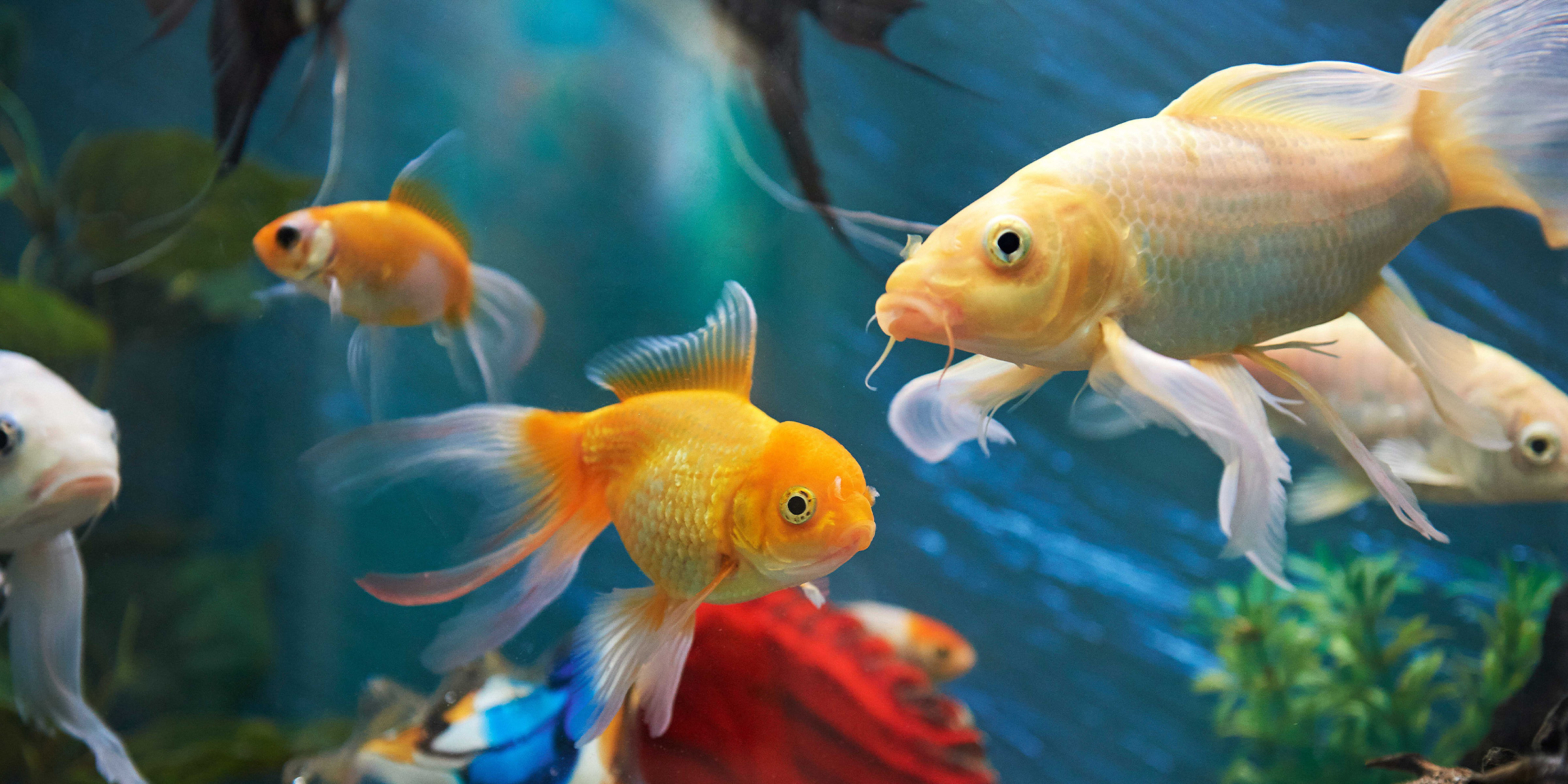 Aquapet at Westgate Shopping Mall