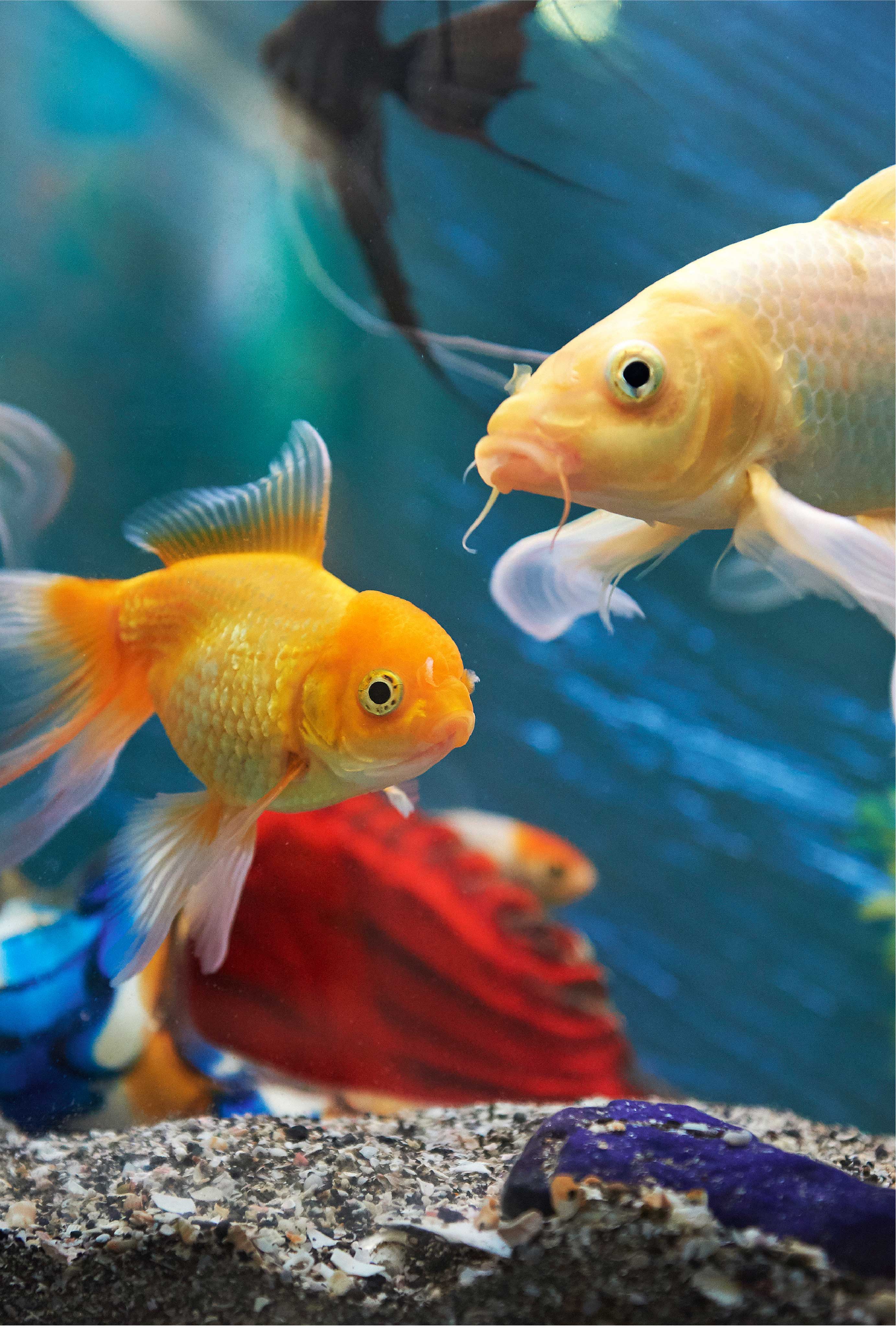 Aquapet at Westgate Shopping Mall